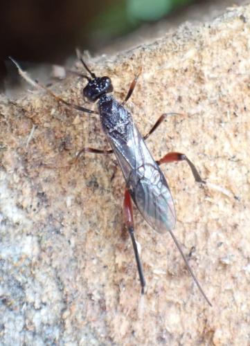 Réf. 344 790 : Wroughtonia spinator
